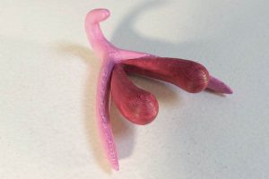 clitoris-gouache-3d